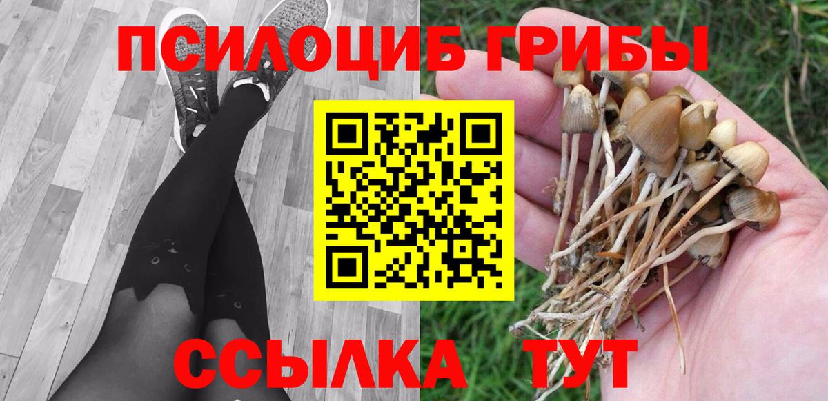 Галлюциногенные грибы Psilocybe Канаш